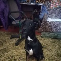 Подробнее об объявлении «Найдена собака Нижний Новгород» Фото: найдена собака  «Найдена собака Нижний Новгород» в г. Нижний Новгород