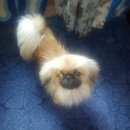 Подробнее об объявлении «Найдена собака кобель пекинес Ставрополь» Фото: найдена собака Пекинес «Найдена собака кобель пекинес Ставрополь» в г. Ставрополь