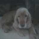 Подробнее об объявлении «Чистополь Найдена собака кобель» Фото: найдена собака Английский кокер-спаниель «Чистополь Найдена собака кобель» в г. Чистополь