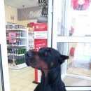 Подробнее об объявлении «Найдена собака кобель Дзержинск» Фото: найдена собака Доберман «Найдена собака кобель Дзержинск» в г. Дзержинск