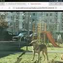 Подробнее об объявлении «Найдена собака кобель Тверь» Фото: найдена собака  «Найдена собака кобель Тверь» в г. Тверь