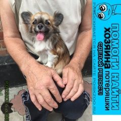 Подробнее об объявлении «Найдена собака пашковский Краснодар» Фото: найдена собака Чихуахуа «Найдена собака пашковский Краснодар» в г. Краснодар