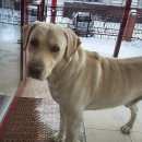 Подробнее об объявлении «Красноярск Найдена собака кобель лабрадор» Фото: найдена собака Лабрадор ретривер «Красноярск Найдена собака кобель лабрадор» в г. Красноярск