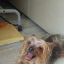 Подробнее об объявлении «Переславль-Залесский Найдена собака кобель» Фото: найдена собака Йоркширский терьер «Переславль-Залесский Найдена собака кобель» в г. Переславль-Залесский