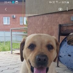 Подробнее об объявлении «Найдена собака ищем хозяев. Новороссийск» Фото: найдена собака Лабрадор ретривер «Найдена собака ищем хозяев. Новороссийск» в г. Новороссийск