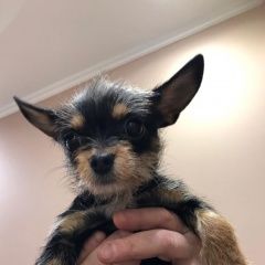 Подробнее об объявлении «Найдена собака Зеленоград» Фото: найдена собака Йоркширский терьер «Найдена собака Зеленоград» в г. Зеленоград