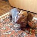 Подробнее об объявлении «Найдена собака кобель Нижний Новгород» Фото: найдена собака Такса «Найдена собака кобель Нижний Новгород» в г. Нижний Новгород