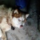 Подробнее об объявлении «Ярославль Найдена собака кобель» Фото: найдена собака Сибирская хаски «Ярославль Найдена собака кобель» в г. Ярославль