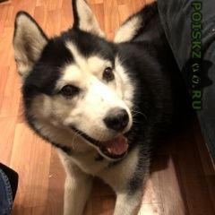 Подробнее об объявлении «Найдена собака кобель хаски Химки» Фото: найдена собака Сибирская хаски «Найдена собака кобель хаски Химки» в г. Химки