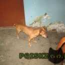 Подробнее об объявлении «Ангарск Найдена собака кобель» Фото: найдена собака  «Ангарск Найдена собака кобель» в г. Ангарск