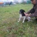 Подробнее об объявлении «Красноярск Найдена собака маленькая собачка» Фото: найдена собака  «Красноярск Найдена собака маленькая собачка» в г. Красноярск