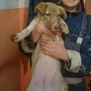 Подробнее об объявлении «Самара Найдена собака щенок, домашняя, в ошейнике» Фото: найдена собака  «Самара Найдена собака щенок, домашняя, в ошейнике» в г. Самара