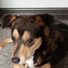 Подробнее об объявлении «Найдена собака кобель Нижний Новгород» Фото: найдена собака  «Найдена собака кобель Нижний Новгород» в г. Нижний Новгород