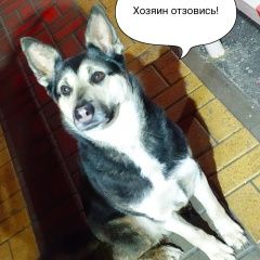 Подробнее об объявлении «Найдена собака хозяин отзовись Новая Усмань» Фото: найдена собака  «Найдена собака хозяин отзовись Новая Усмань» в г. Новая Усмань