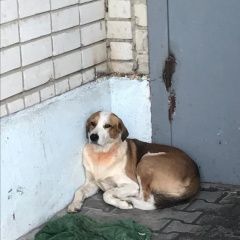 Подробнее об объявлении «Липецк Найдена собака кобель» Фото: найдена собака  «Липецк Найдена собака кобель» в г. Липецк