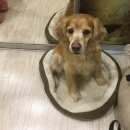 Подробнее об объявлении «Найдена собака кобель спаниель Ульяновск» Фото: найдена собака Американский кокер-спаниель «Найдена собака кобель спаниель Ульяновск» в г. Ульяновск