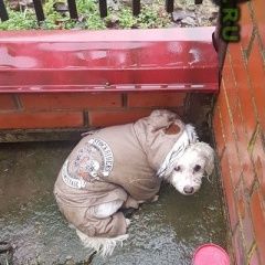 Подробнее об объявлении «Краснодар Найдена собака» Фото: найдена собака  «Краснодар Найдена собака» в г. Краснодар