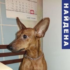 Подробнее об объявлении «Уфа Найдена собака кобель дема» Фото: найдена собака  «Уфа Найдена собака кобель дема» в г. Уфа