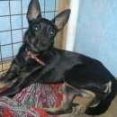 Подробнее об объявлении «Новосибирск Найдена собака» Фото: найдена собака Той-терьер «Новосибирск Найдена собака» в г. Новосибирск