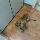 Подробнее об объявлении «Красноярск Найдена собака» Фото: найдена собака Такса «Красноярск Найдена собака» в г. Красноярск