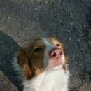 Подробнее об объявлении «Егорьевск Найдена собака» Фото: найдена собака  «Егорьевск Найдена собака» в г. Егорьевск