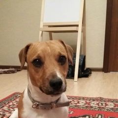 Подробнее об объявлении «Красноярск Найдена собака кобель джек рассел терьер» Фото: найдена собака Джек рассел терьер «Красноярск Найдена собака кобель джек рассел...» в г. Красноярск