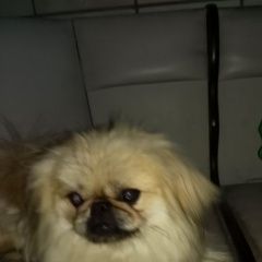 Подробнее об объявлении «Найдена собака пекинес, сучка Ставрополь» Фото: найдена собака Пекинес «Найдена собака пекинес, сучка Ставрополь» в г. Ставрополь