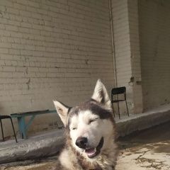 Подробнее об объявлении «Липецк Найдена собака кобель хаски» Фото: найдена собака Сибирская хаски «Липецк Найдена собака кобель хаски» в г. Липецк