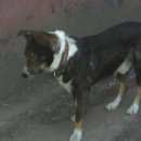 Подробнее об объявлении «Найдена собака кобель (кобель) Нижний Новгород» Фото: найдена собака  «Найдена собака кобель (кобель) Нижний Новгород» в г. Нижний Новгород