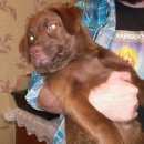 Подробнее об объявлении «Найдена собака кобель щенок лабрадора коричневого/шоколадного Нижний Новгород» Фото: найдена собака Лабрадор ретривер «Найдена собака кобель щенок лабрадора...» в г. Нижний Новгород