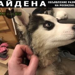 Подробнее об объявлении «Найдена собака хаски Москва» Фото: найдена собака Сибирская хаски «Найдена собака хаски Москва» в г. Москва