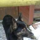 Подробнее об объявлении «Пушкин Найдена собака» Фото: найдена собака  «Пушкин Найдена собака» в г. Пушкин