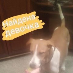 Подробнее об объявлении «Найдена собака сука, бело-рыжая, в ошейнике Красноярск» Фото: найдена собака  «Найдена собака сука, бело-рыжая, в ошейнике...» в г. Красноярск