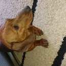 Подробнее об объявлении «Найдена собака Ульяновск» Фото: найдена собака Такса «Найдена собака Ульяновск» в г. Ульяновск