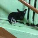 Подробнее об объявлении «Суздаль Найдена собака» Фото: найдена собака  «Суздаль Найдена собака» в г. Суздаль