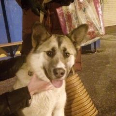 Подробнее об объявлении «Найдена собака кобель крупный молодой кобель Тюмень» Фото: найдена собака  «Найдена собака кобель крупный молодой кобель...» в г. Тюмень