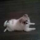 Подробнее об объявлении «Магнитогорск Найдена собака кобель» Фото: найдена собака  «Магнитогорск Найдена собака кобель» в г. Магнитогорск