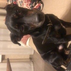 Подробнее об объявлении «Найдена собака кобель Москва» Фото: найдена собака  «Найдена собака кобель Москва» в г. Москва