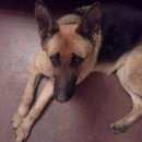 Подробнее об объявлении «Найдена собака нагулино Нижний Новгород» Фото: найдена собака Немецкая овчарка «Найдена собака нагулино Нижний Новгород» в г. Нижний Новгород