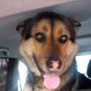 Подробнее об объявлении «Найдена собака кобель ленинградское шоссе. Химки» Фото: найдена собака  «Найдена собака кобель ленинградское шоссе. Химки» в г. Химки