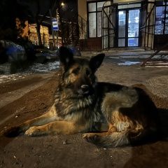 Подробнее об объявлении «Бердянск Найдена собака сука, молодая, контактная, не агрессивна» Фото: найдена собака Немецкая овчарка «Бердянск Найдена собака сука, молодая,...» в г. Бердянск
