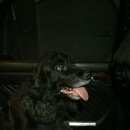 Подробнее об объявлении «Краснодар Найдена собака английский кокер- спаниель, девочка» Фото: найдена собака Английский кокер-спаниель «Краснодар Найдена собака английский кокер-...» в г. Краснодар