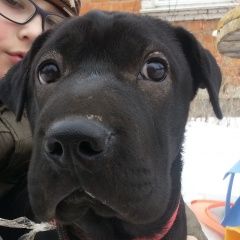 Подробнее об объявлении «Найдена собака Нижний Новгород» Фото: найдена собака  «Найдена собака Нижний Новгород» в г. Нижний Новгород