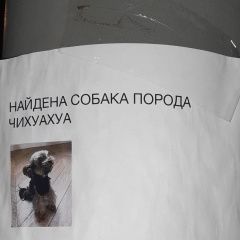 Подробнее об объявлении «Найдена собака маленькая собачка. Москва» Фото: найдена собака  «Найдена собака маленькая собачка. Москва» в г. Москва
