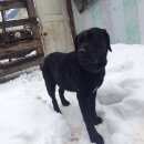 Подробнее об объявлении «Найдена собака кобель лабрадор Нижний Новгород» Фото: найдена собака Лабрадор ретривер «Найдена собака кобель лабрадор Нижний Новгород» в г. Нижний Новгород
