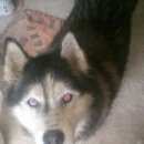 Подробнее об объявлении «Икша Найдена собака кобель» Фото: найдена собака Сибирская хаски «Икша Найдена собака кобель» в г. Икша