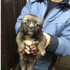 Подробнее об объявлении «Найдена собака отдадим в добрые руки Краснодар» Фото: найдена собака  «Найдена собака отдадим в добрые руки Краснодар» в г. Краснодар