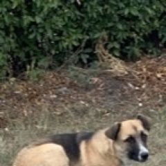 Подробнее об объявлении «Липецк Найдена собака кличка буся» Фото: найдена собака  «Липецк Найдена собака кличка буся» в г. Липецк