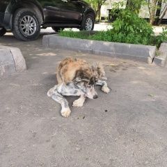 Подробнее об объявлении «Найдена собака кобель пёс акита-ину Москва» Фото: найдена собака Акита-ину «Найдена собака кобель пёс акита-ину Москва» в г. Москва