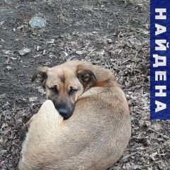 Подробнее об объявлении «Найдена собака возле доома по ул.заречная Балашиха» Фото: найдена собака  «Найдена собака возле доома по ул.заречная Балашиха» в г. Балашиха
